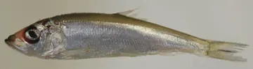 An Atlantic herring specimen.