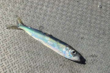 A Baltic herring on a ship's deck.