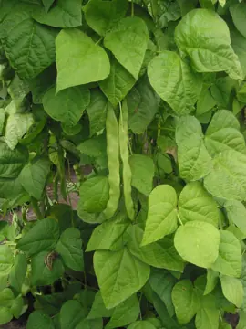 Bean pods on the plant.