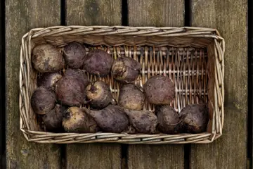 Beetroots in a basket.