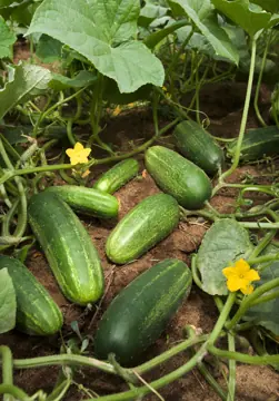 Cucumbers growing on the vine.