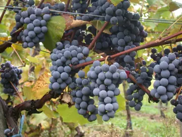 Gamay grapes before harvest.