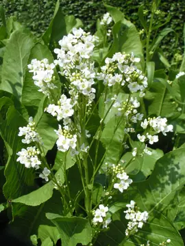 Horseradish in flower.