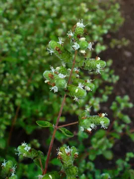 Marjoram in flower.