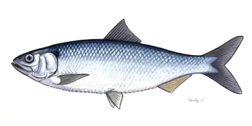 A scientific illustration of the Pontic shad.