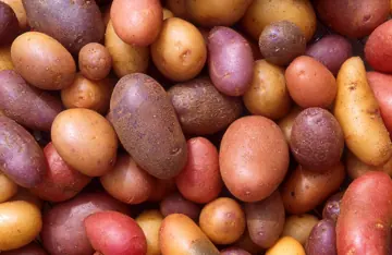 A pile of different potatoes.