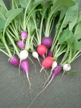 Freshly pulled radishes.