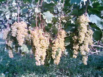 Rkatsiteli grapes on the vine.