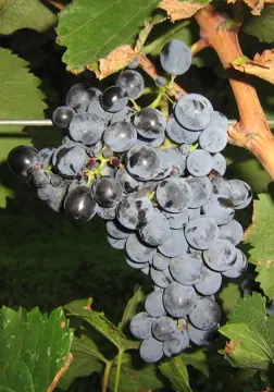 A bunch of Saperavi grapes.