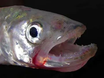 A European smelt, close up.