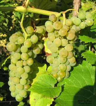 Ripe Solaris bunches.
