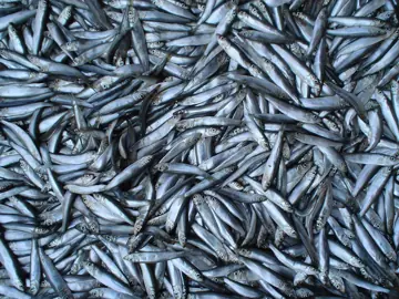 Sprats at an Odesa bazaar.